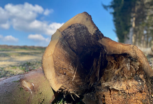 Hohler Baumstamm
